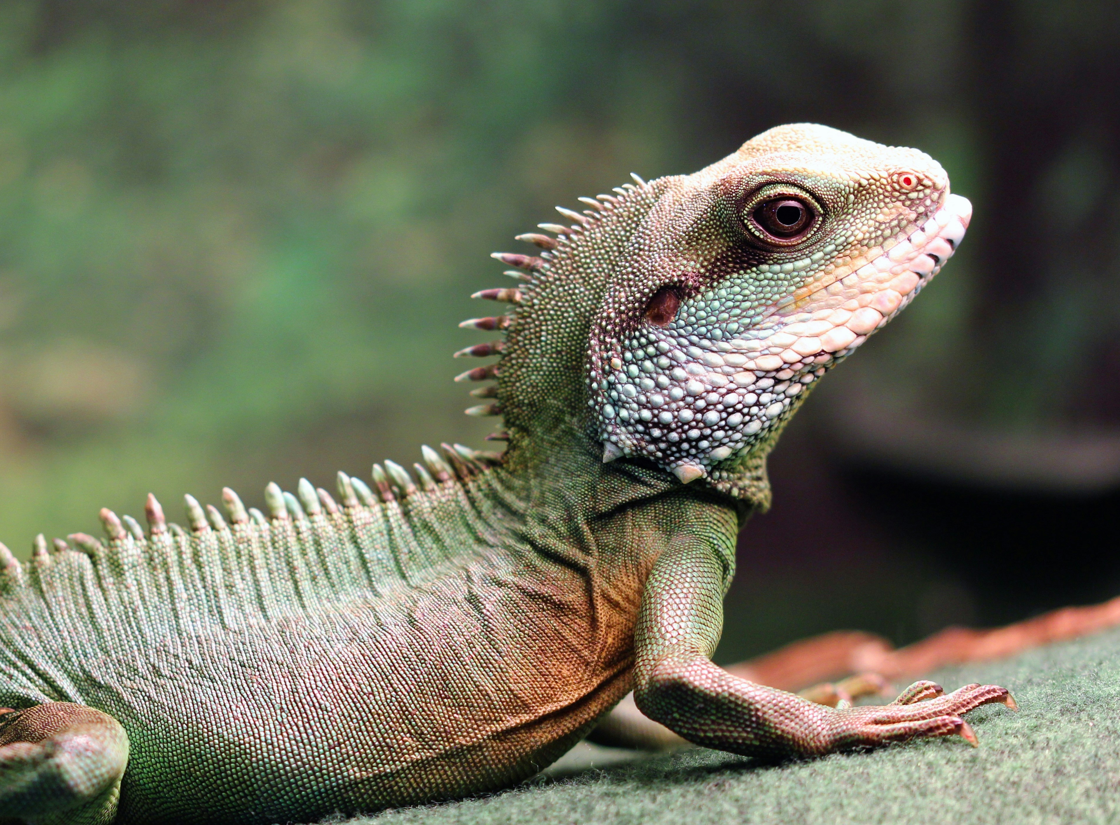 Chinese Water Dragon Facts